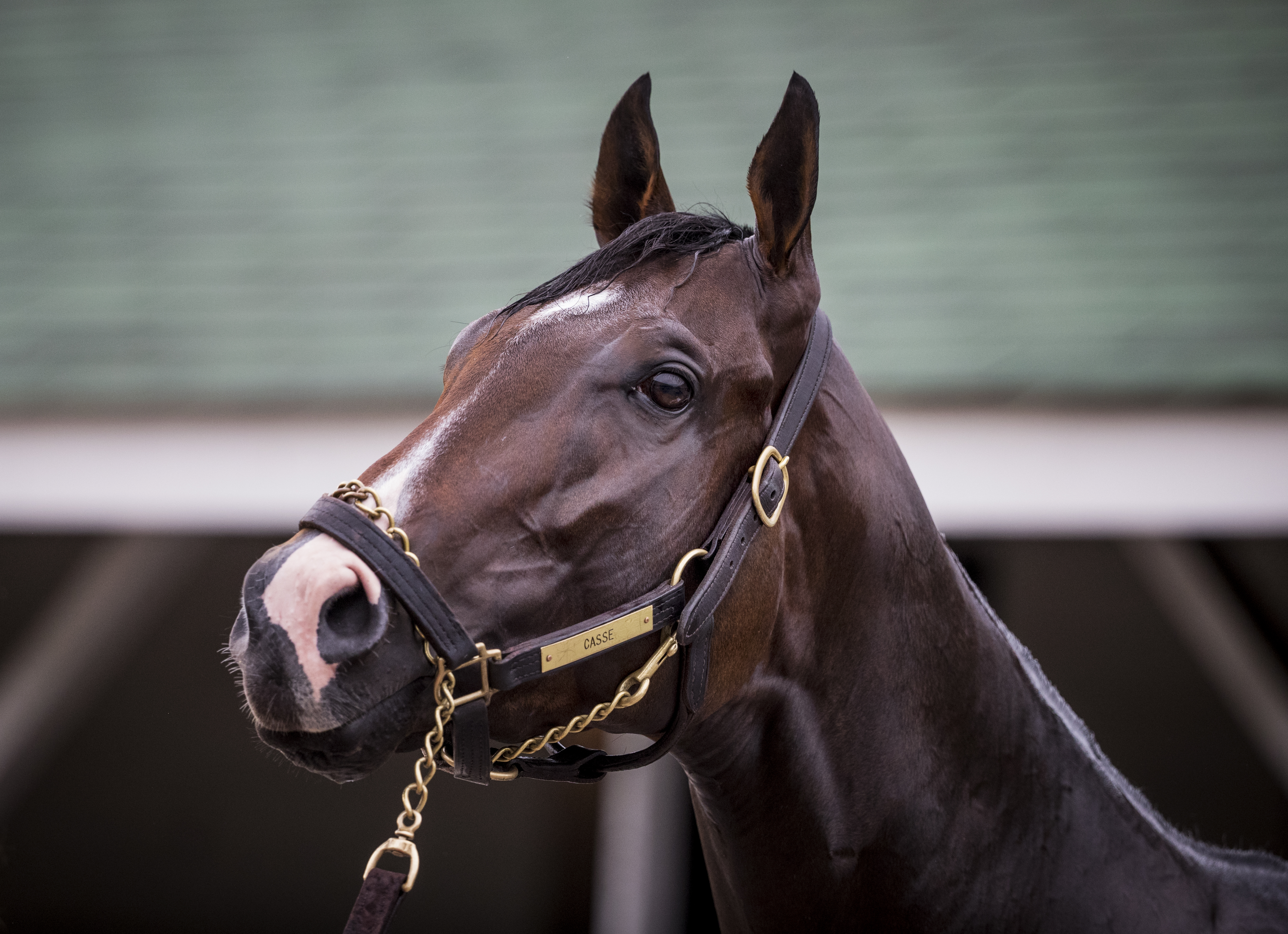 Kentucky Derby and Oaks Preparations